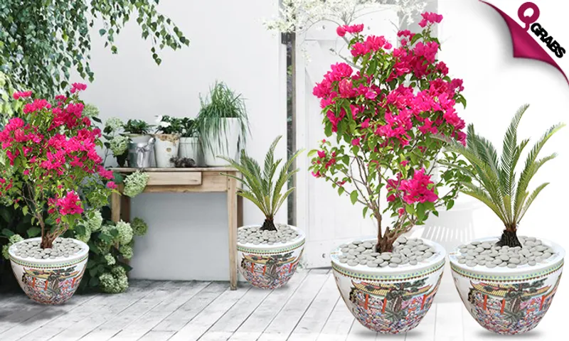 Outdoor/Indoor Plants!